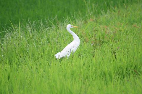 Birds in Goa - Download Goa Photos
